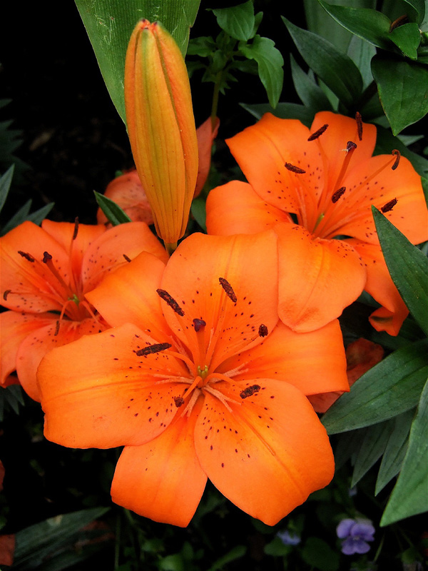 Lilium Asiatic 'Orange Pixie'